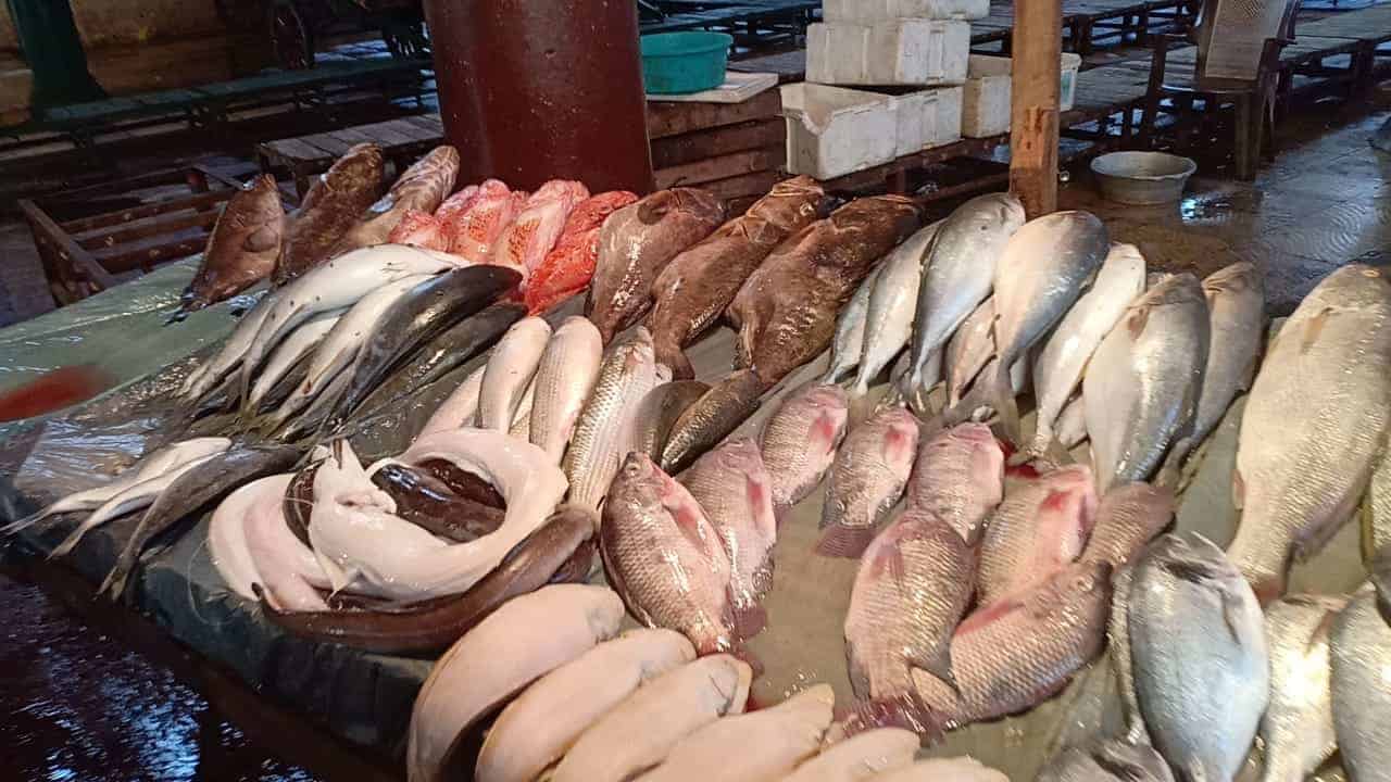 أسعار السمك اليوم في سوق العبور