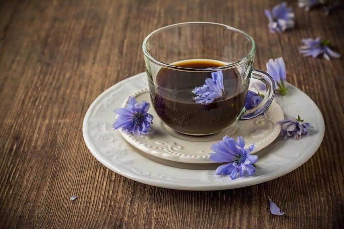 قهوة جذور الهندباء البرية - قهوة الشيكوريا - Chicory Coffee